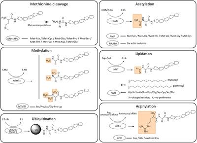 Post-translational Modifications of the Protein Termini